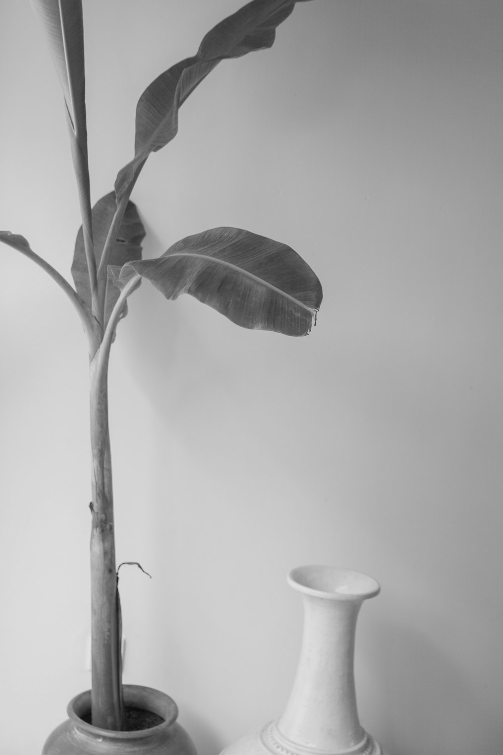 a black and white photo of a plant in a vase