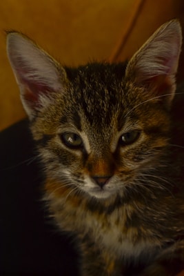 A close-up of a kitten with a soft, fluffy fur texture and clear, focused eyes looking directly at the camera. The background is a blurred warm brown tone, adding depth to the image.