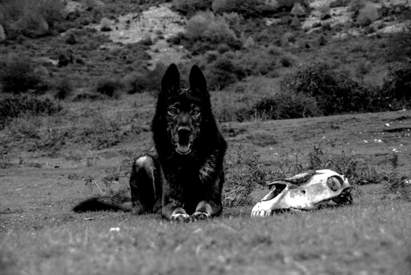 A black and white photograph features a black dog lying on the ground next to an animal skull in a natural, mountainous landscape. In the background, there are bushes and rocky terrain.