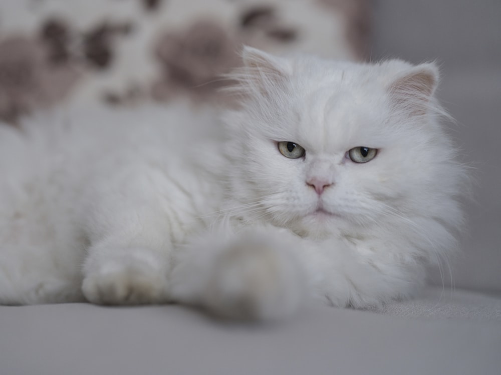 a white cat laying on top of a couch