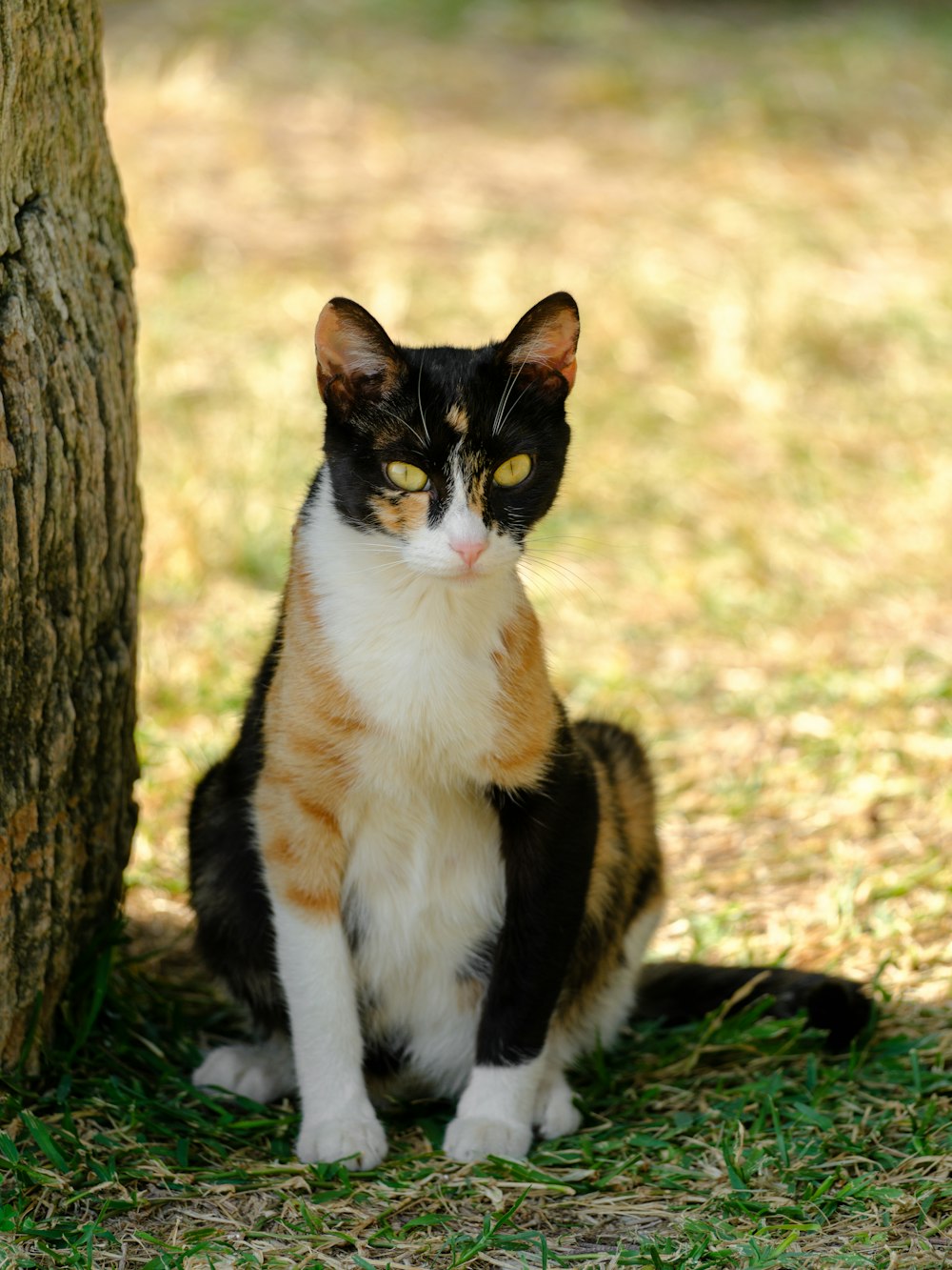a calico cat sitting next to a tree