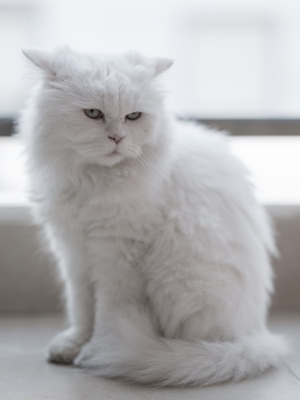 Weisse Katze sitzt am Fenster