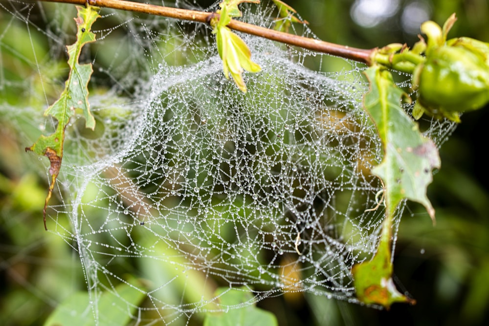 a spider web hanging from a tree branch