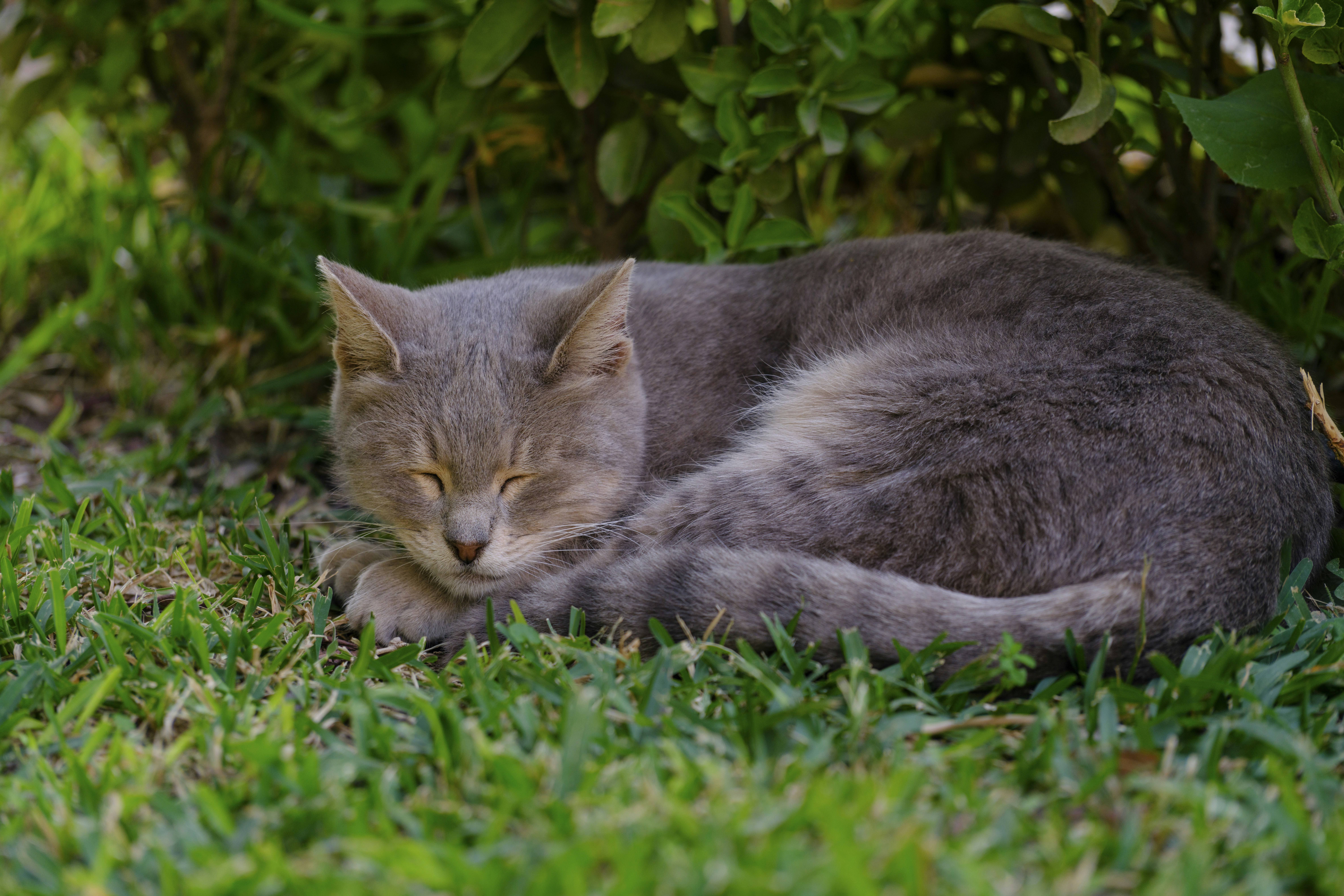 a gray cat is sleeping in the grass