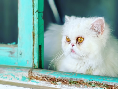 A fluffy white cat with striking green eyes perched on a windowsill, watching birds outside.