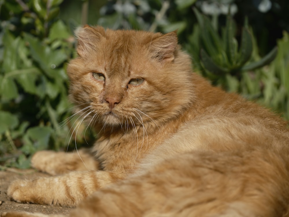 a close up of a cat laying on the ground