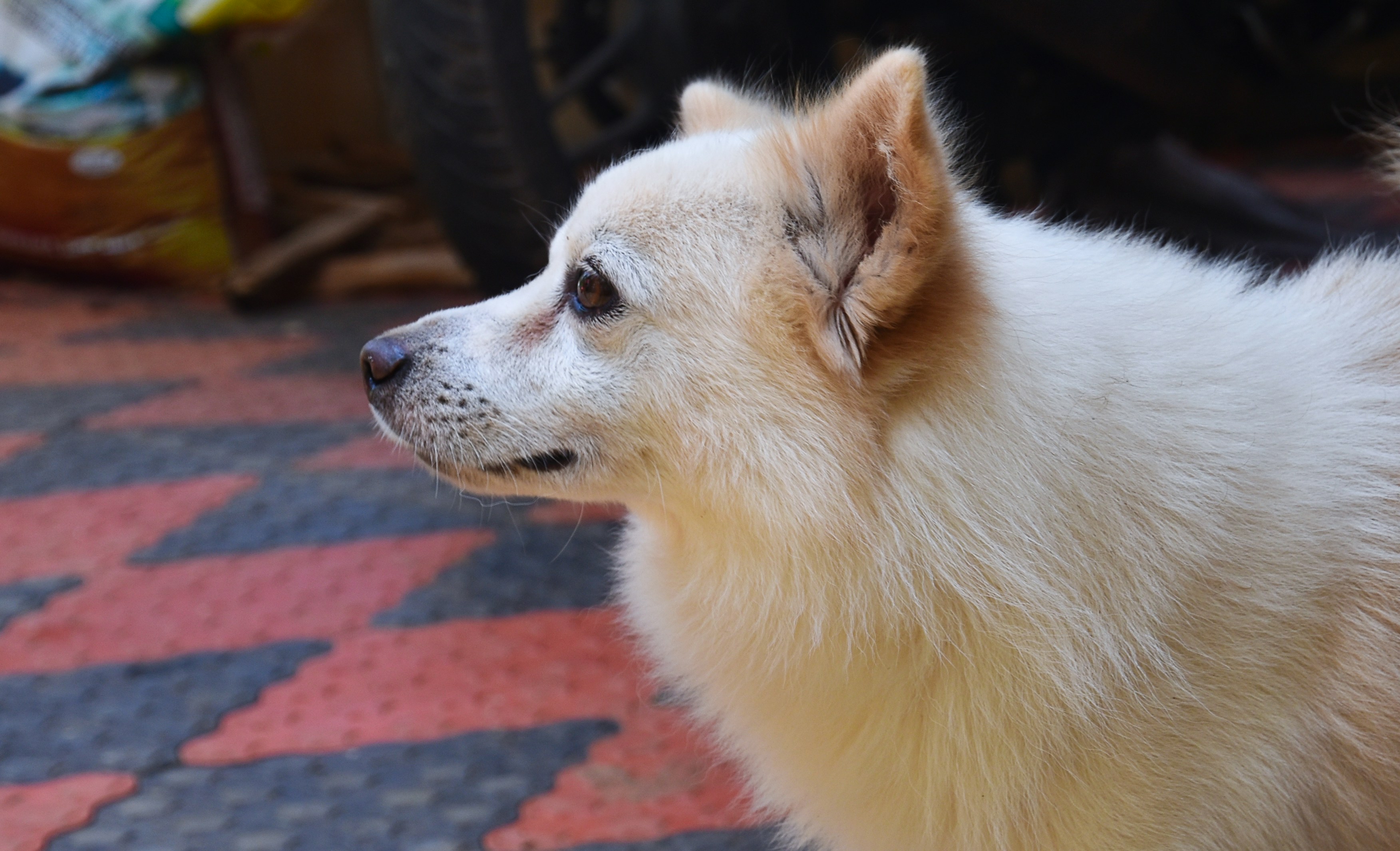 My Chipu