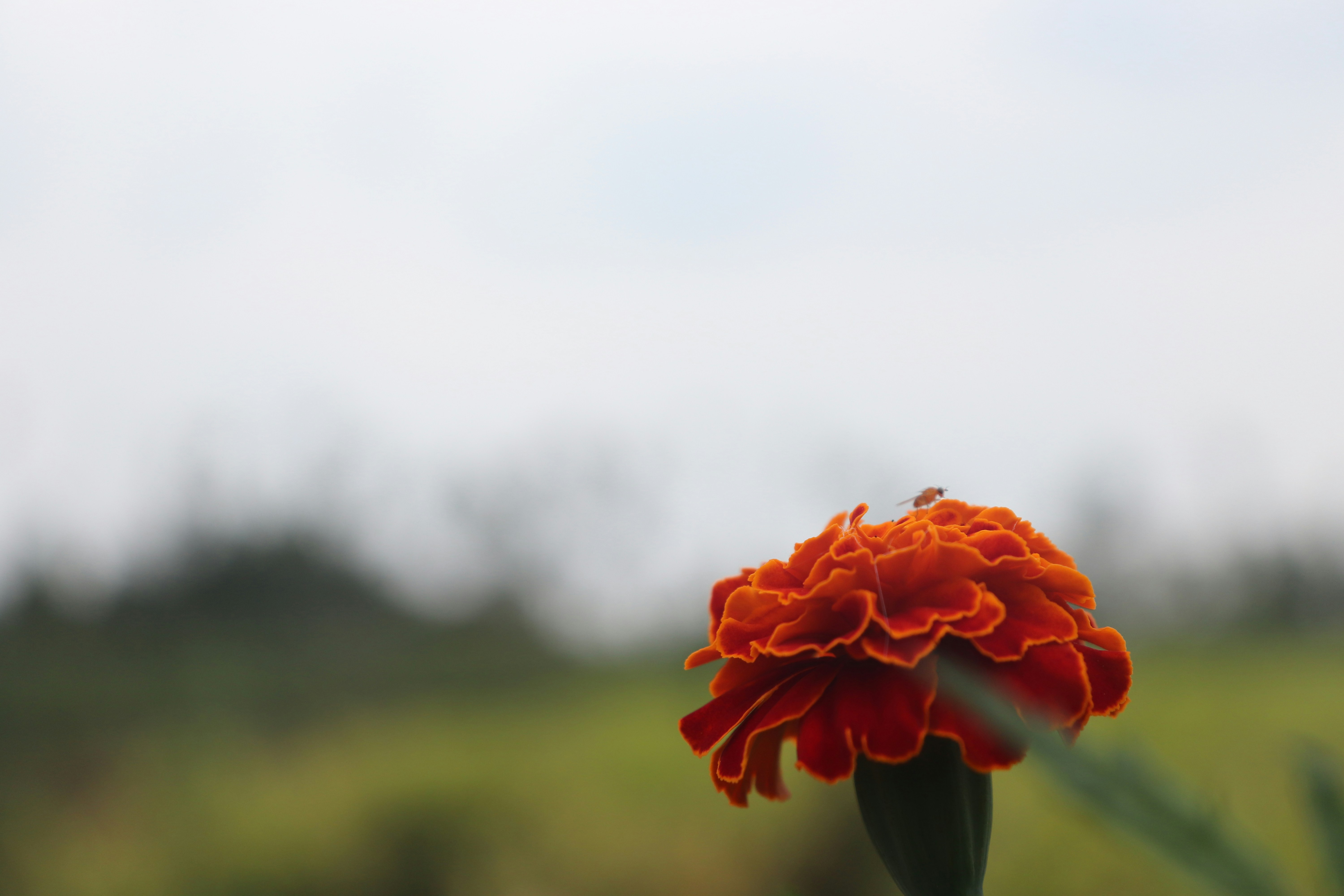 an orange flower with a blurry background