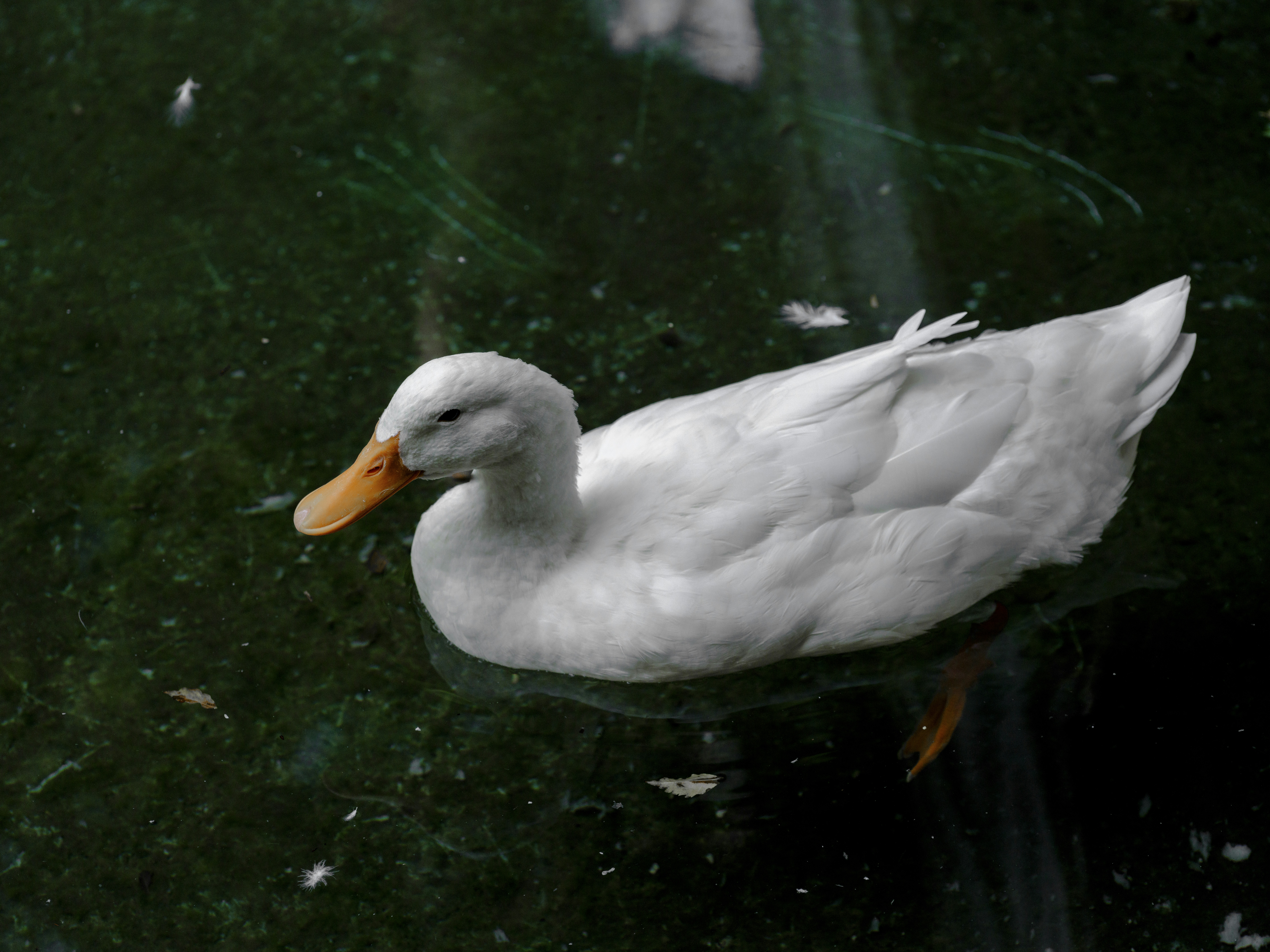 White duck floating in shade