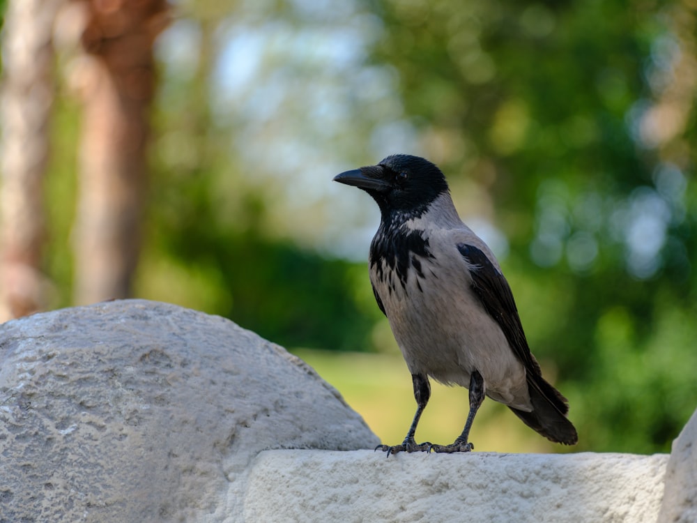 a black and gray bird sitting on a rock
