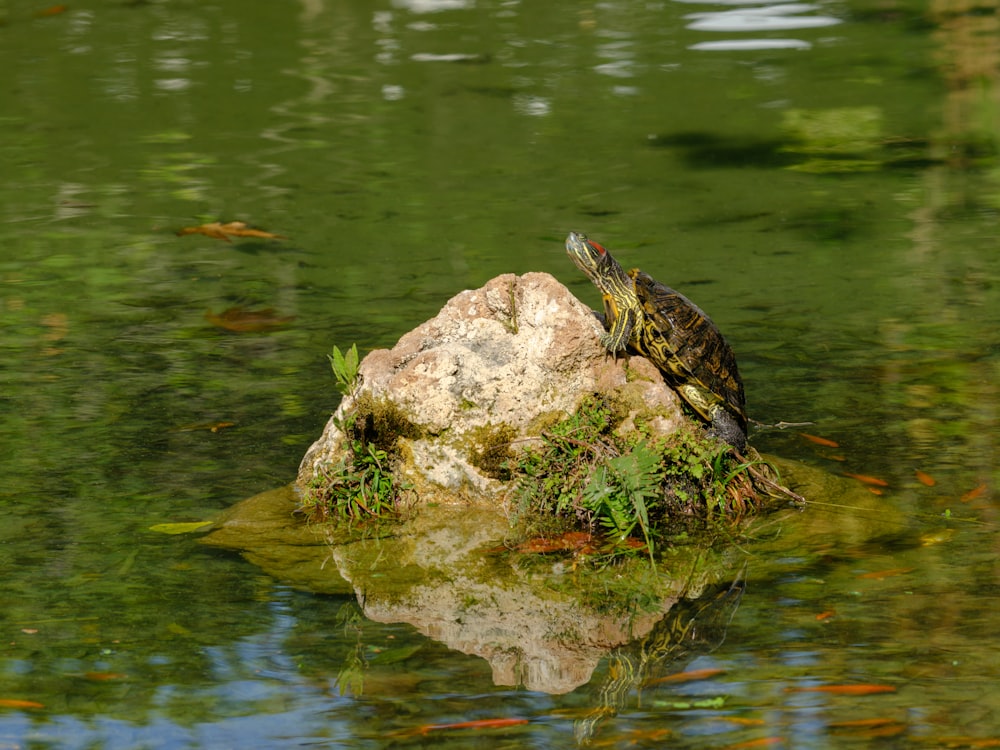 a turtle sitting on top of a rock in a pond