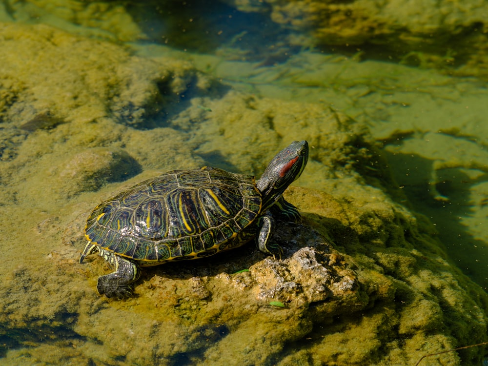 a turtle is sitting on a rock in the water