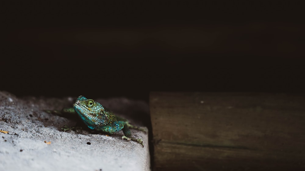 a small green lizard sitting on top of a rock