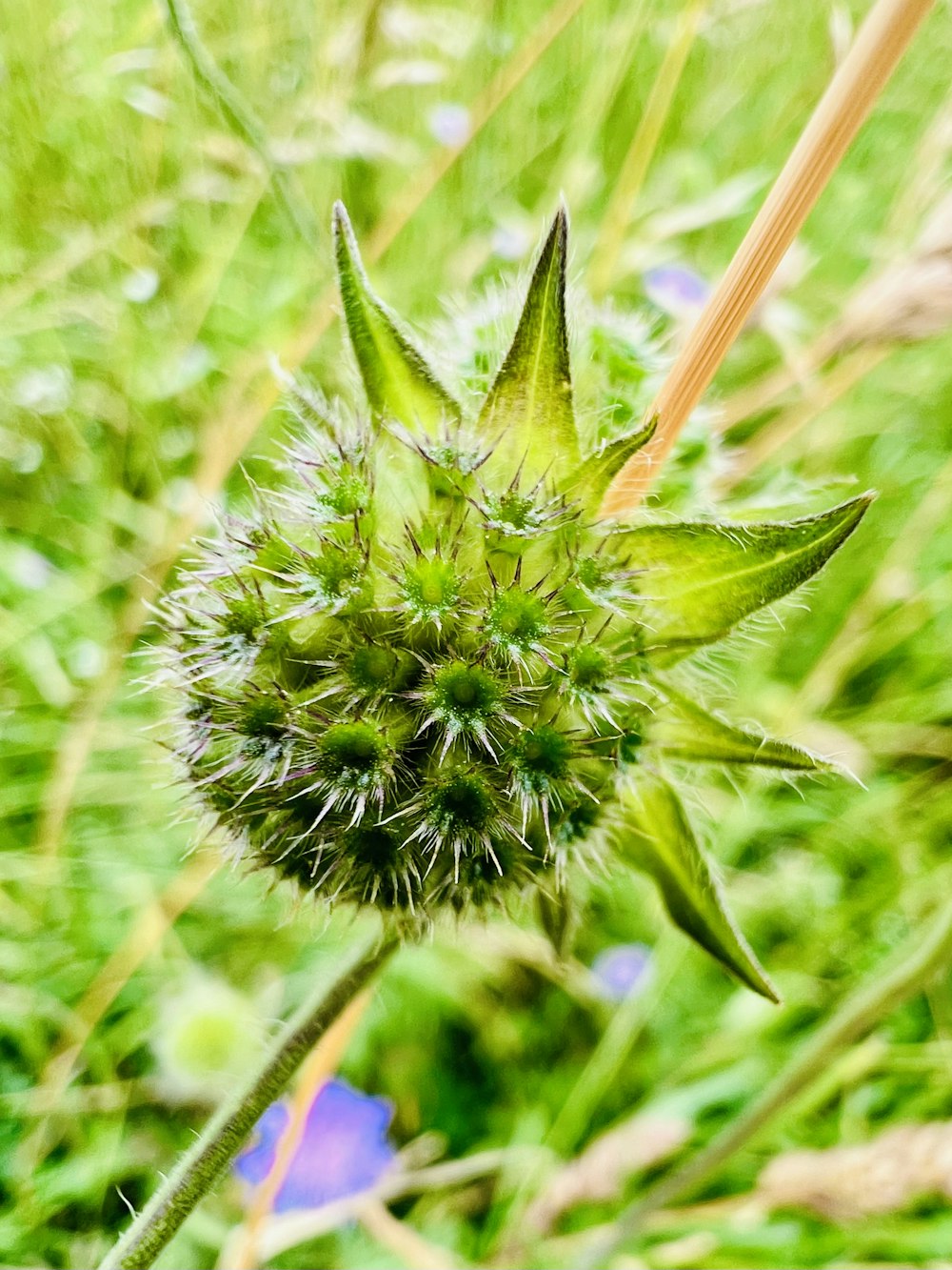 a close up of a flower in a field