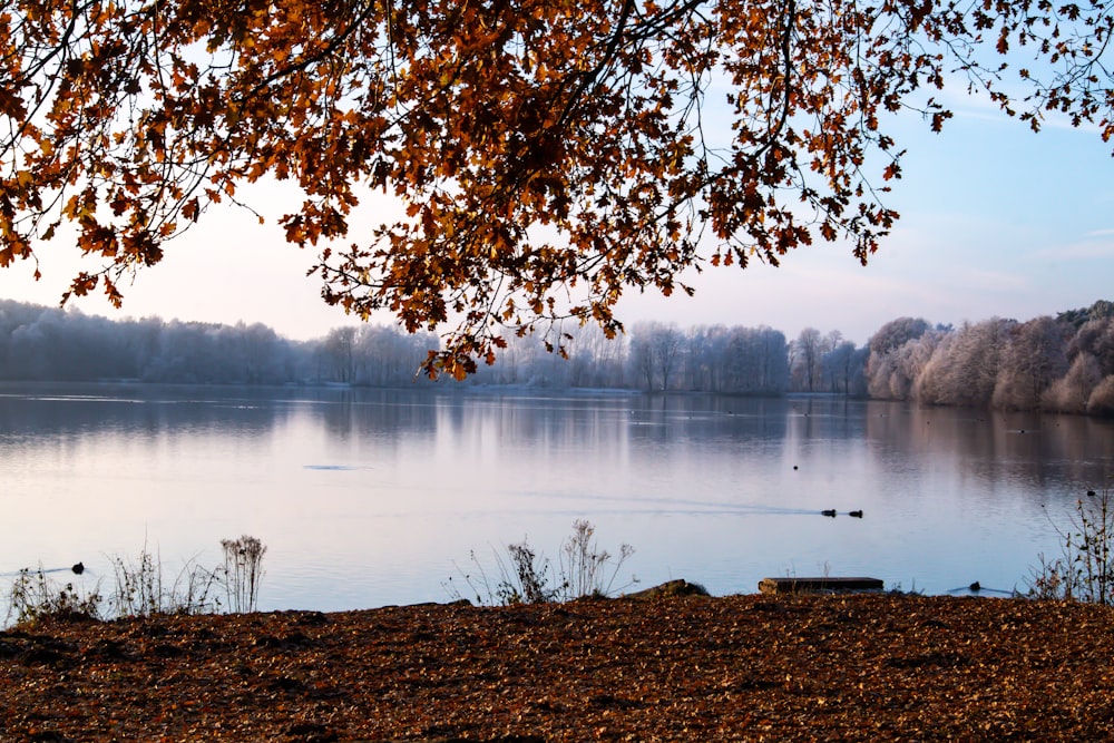 a large body of water surrounded by trees