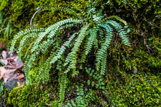 A close-up of a lush terrarium with vibrant green moss and tiny ferns.
