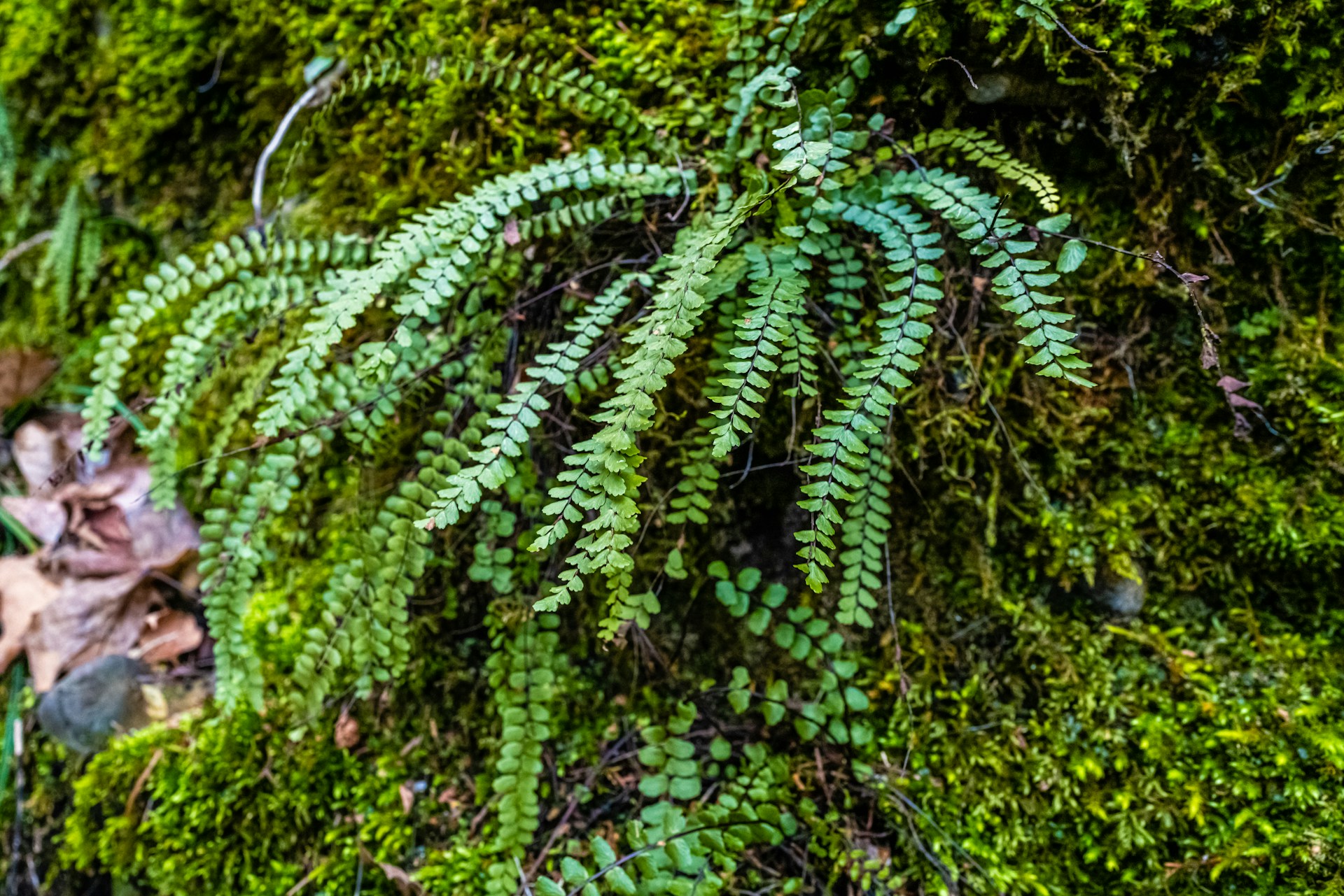 A close-up shot of a lush green terrarium with tiny mosses and delicate ferns inside a glass container, highlighting the intricate ecosystem.