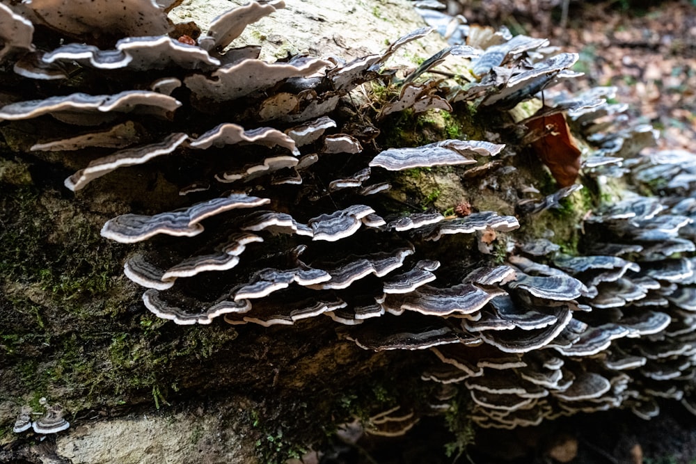 a close up of a bunch of mushrooms on a tree