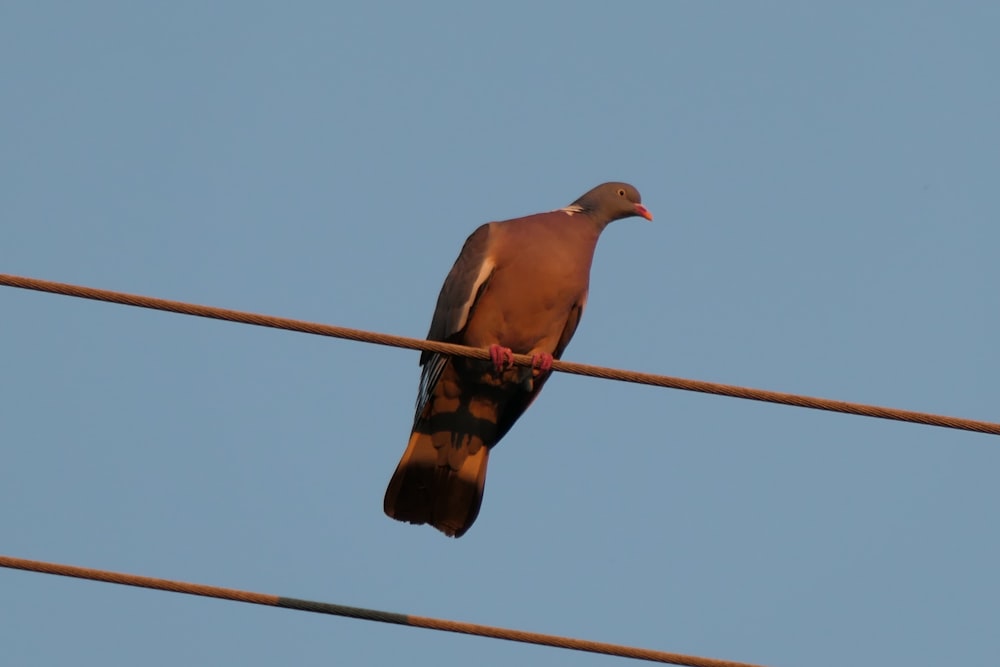 a bird sitting on top of a power line