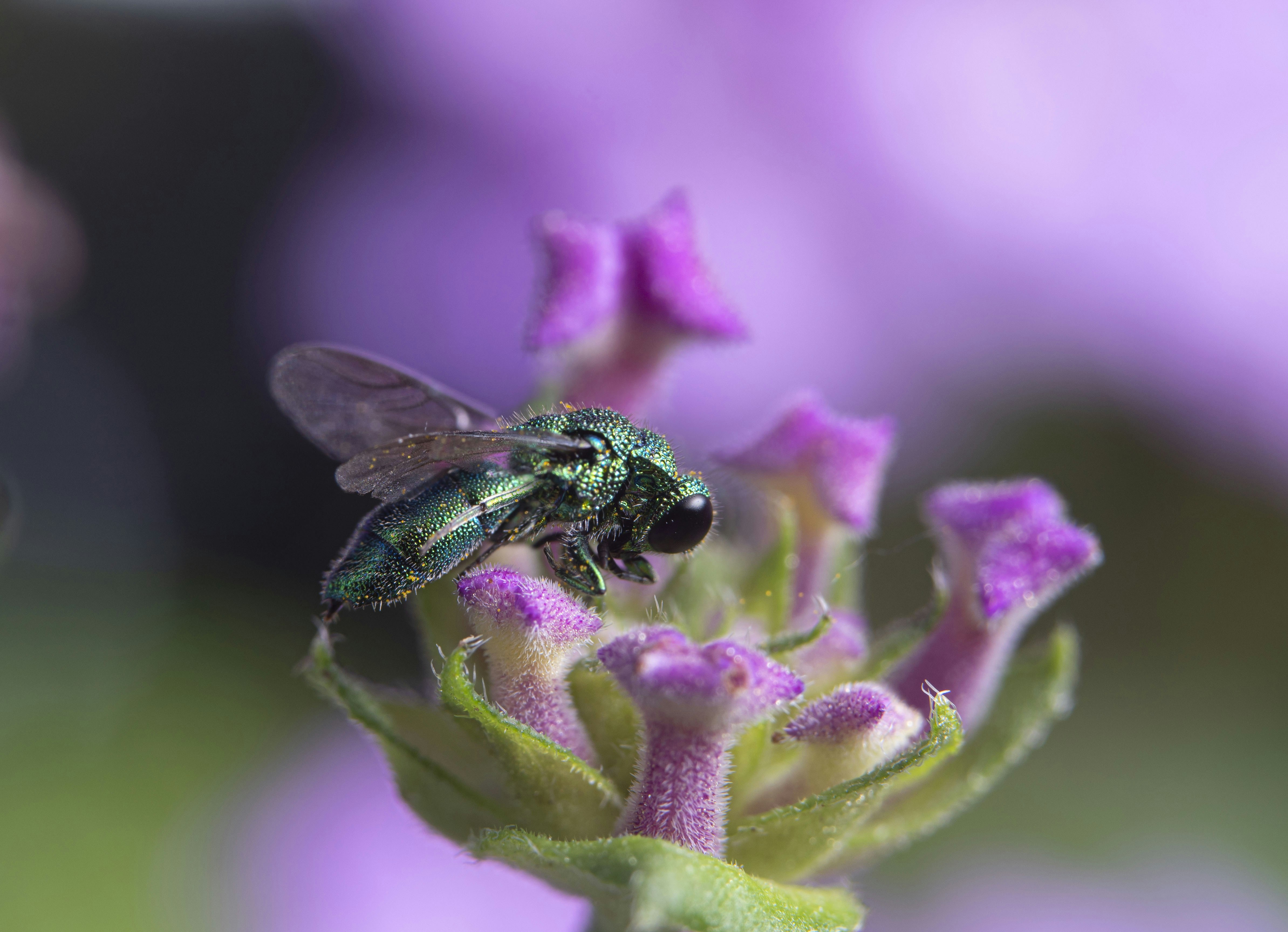 a green fly sitting on top of a purple flower