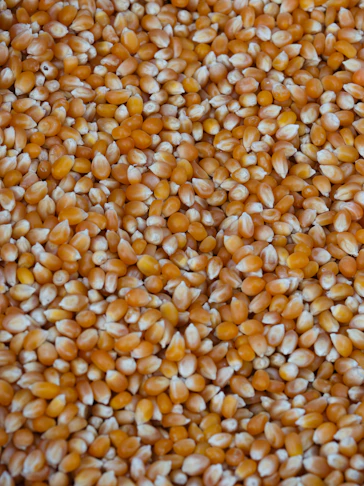 a close up of a bunch of corn