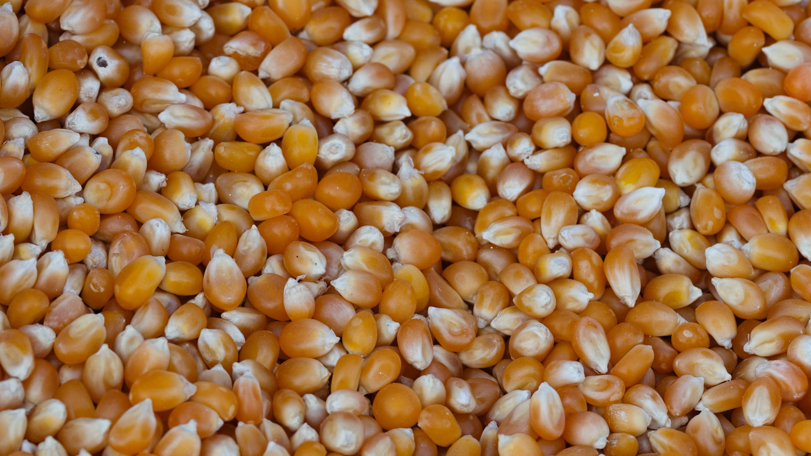 Responsible Seed Collection: Ethical Guidelines and Best Practices for Mangrove Seed Harvesting