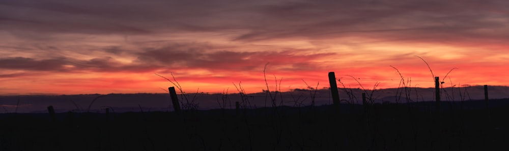 the sun is setting over a field with tall grass