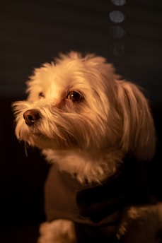 A small, fluffy dog with light-colored fur is looking attentively to the side. The soft lighting casts a warm glow on the dog's face, emphasizing its eyes and the texture of its fur. The background is dark, creating a cozy and intimate atmosphere.