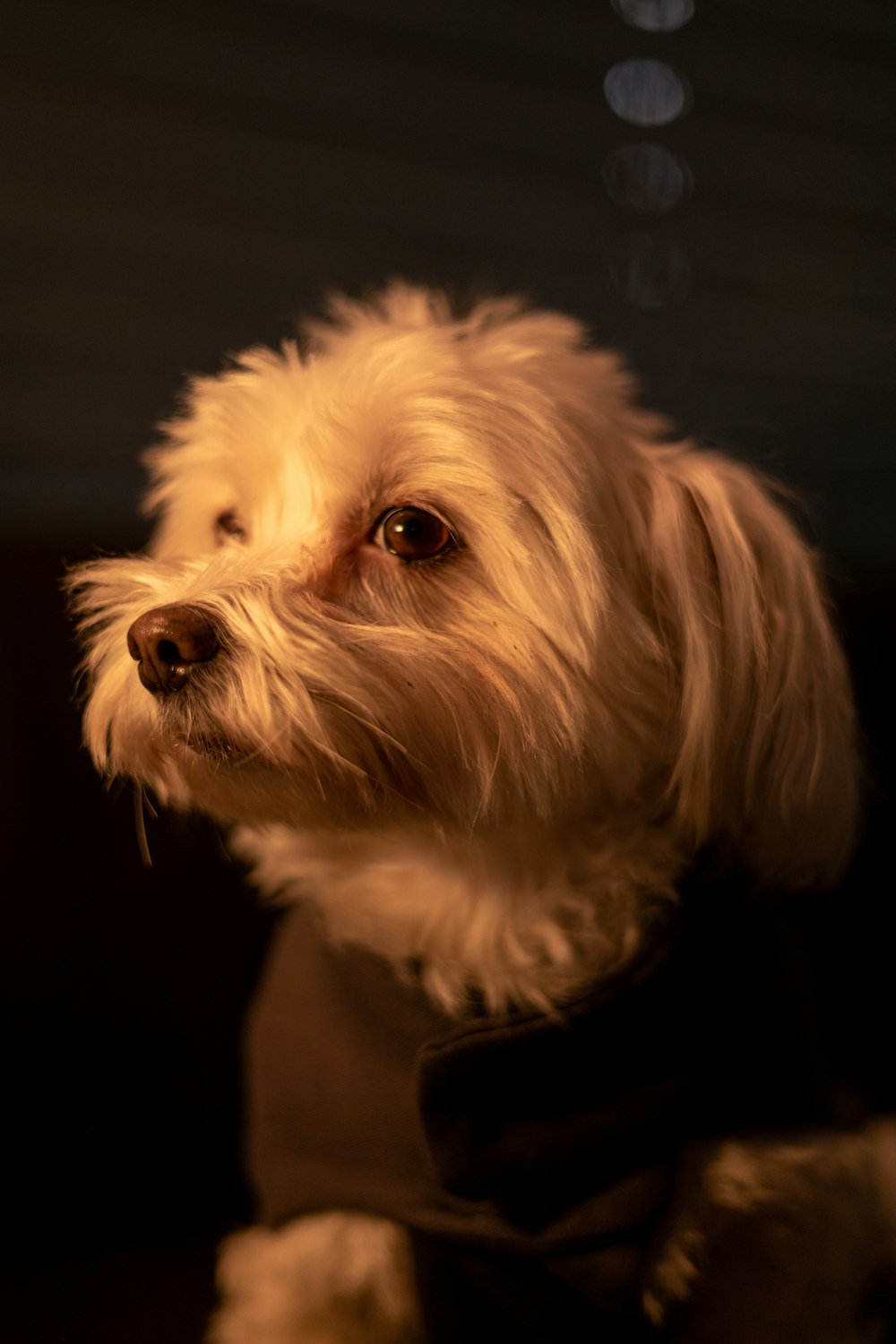 a small white dog wearing a black shirt