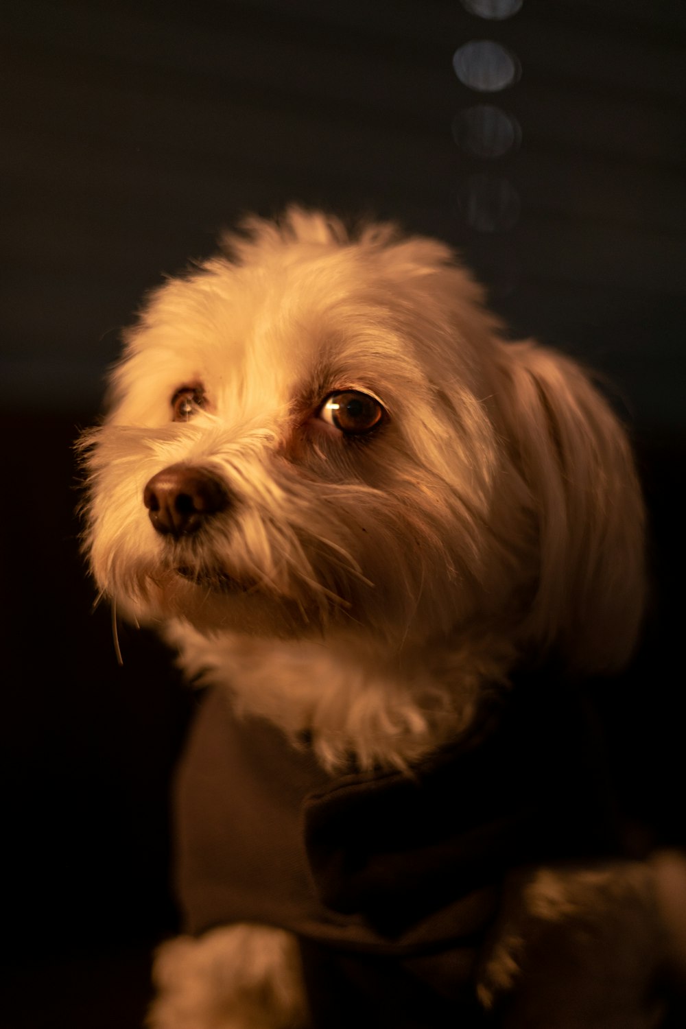 a small white dog wearing a black shirt