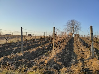 A vineyard stretches out under a clear blue sky, with rows of bare grapevines supported by wooden posts. The ground is covered with dry, earthy soil, and a large leafless tree stands at the far end of the vineyard.