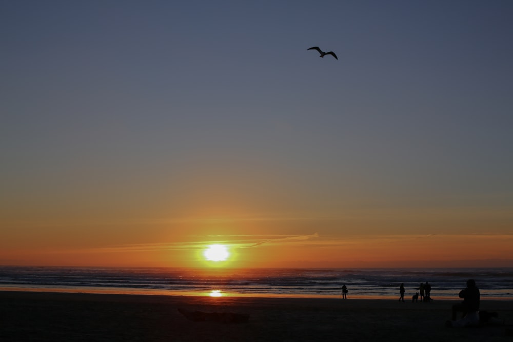 a bird flying over a beach at sunset