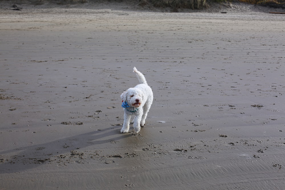 a white dog walking across a sandy beach