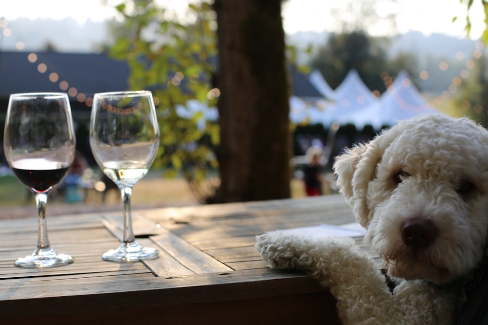 a dog sitting at a table with two wine glasses