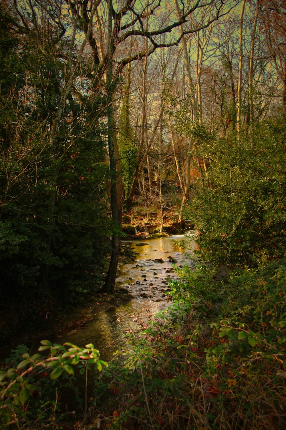 a stream running through a lush green forest