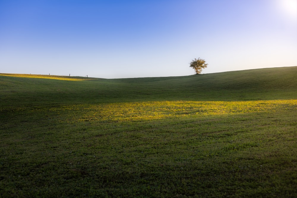 a lone tree in the middle of a grassy field