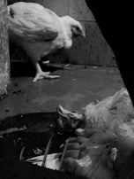 Two chickens in a dimly lit, presumably industrial setting. One chicken is lying on the ground motionless while the other stands nearby, possibly illustrating a scene related to poultry processing.