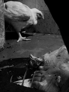 Two chickens in a dimly lit, presumably industrial setting. One chicken is lying on the ground motionless while the other stands nearby, possibly illustrating a scene related to poultry processing.