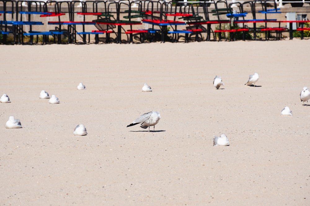 a flock of birds standing on top of a sandy beach