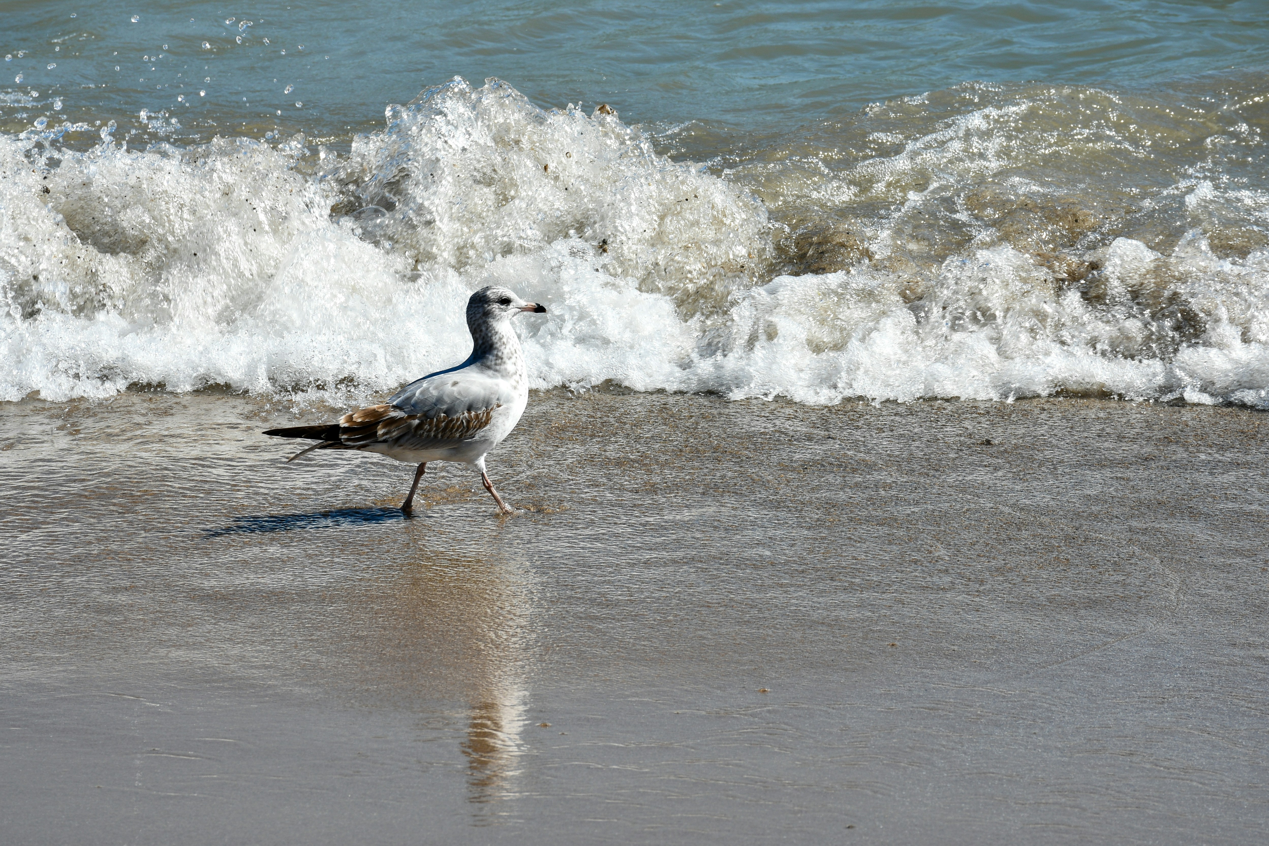 A seagull walking in the waves along Lake Michigan