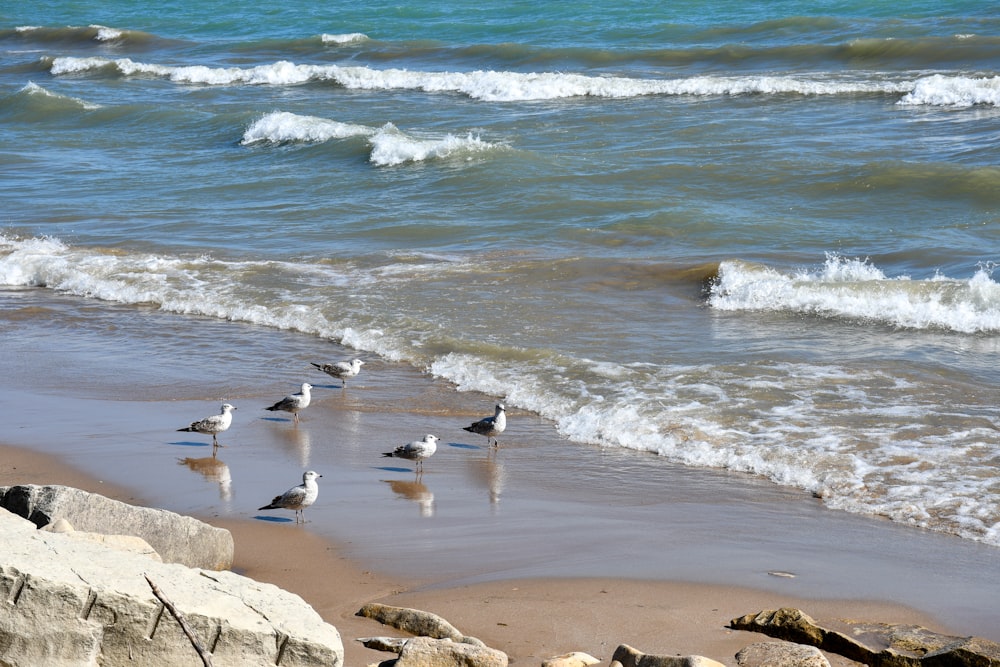 a group of birds standing on top of a sandy beach