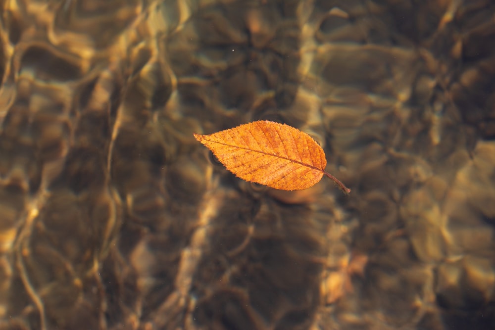 a single leaf floating on top of a body of water