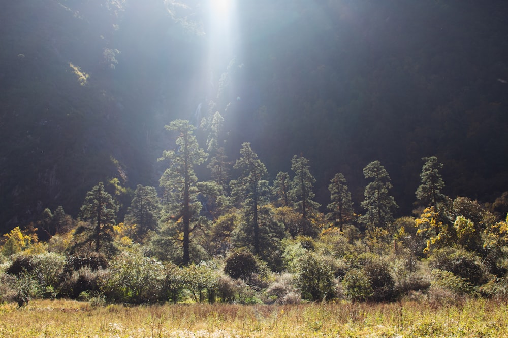 the sun shines through the trees in the forest