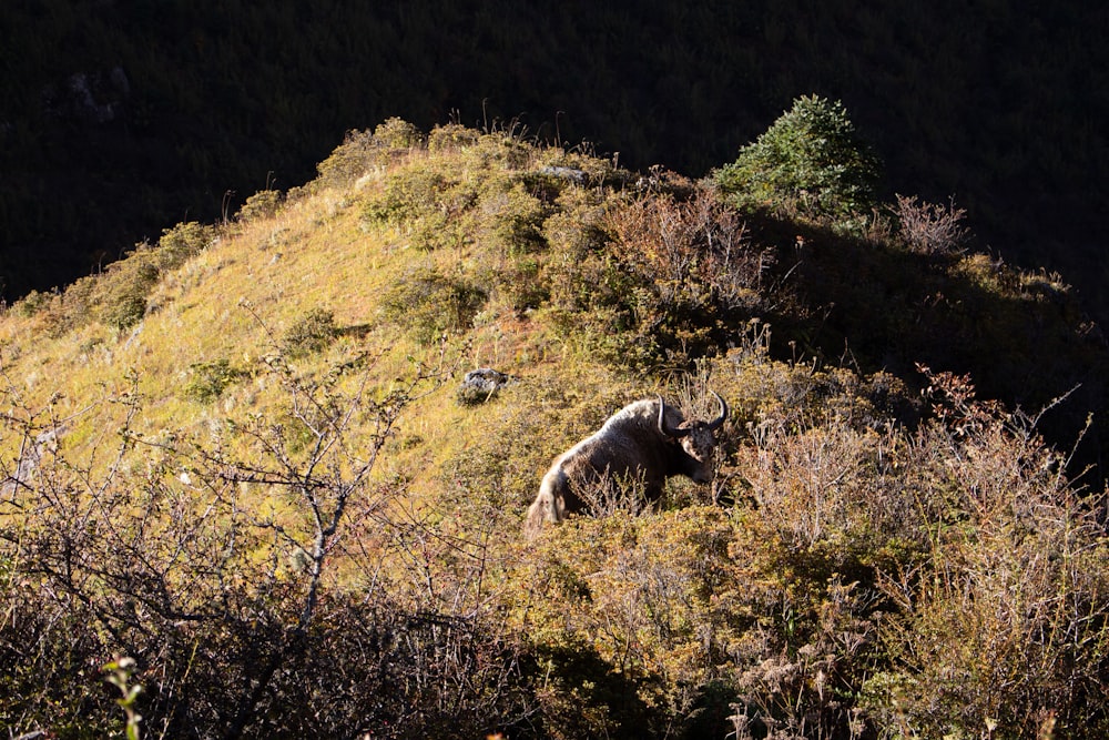 a bear that is standing in the grass