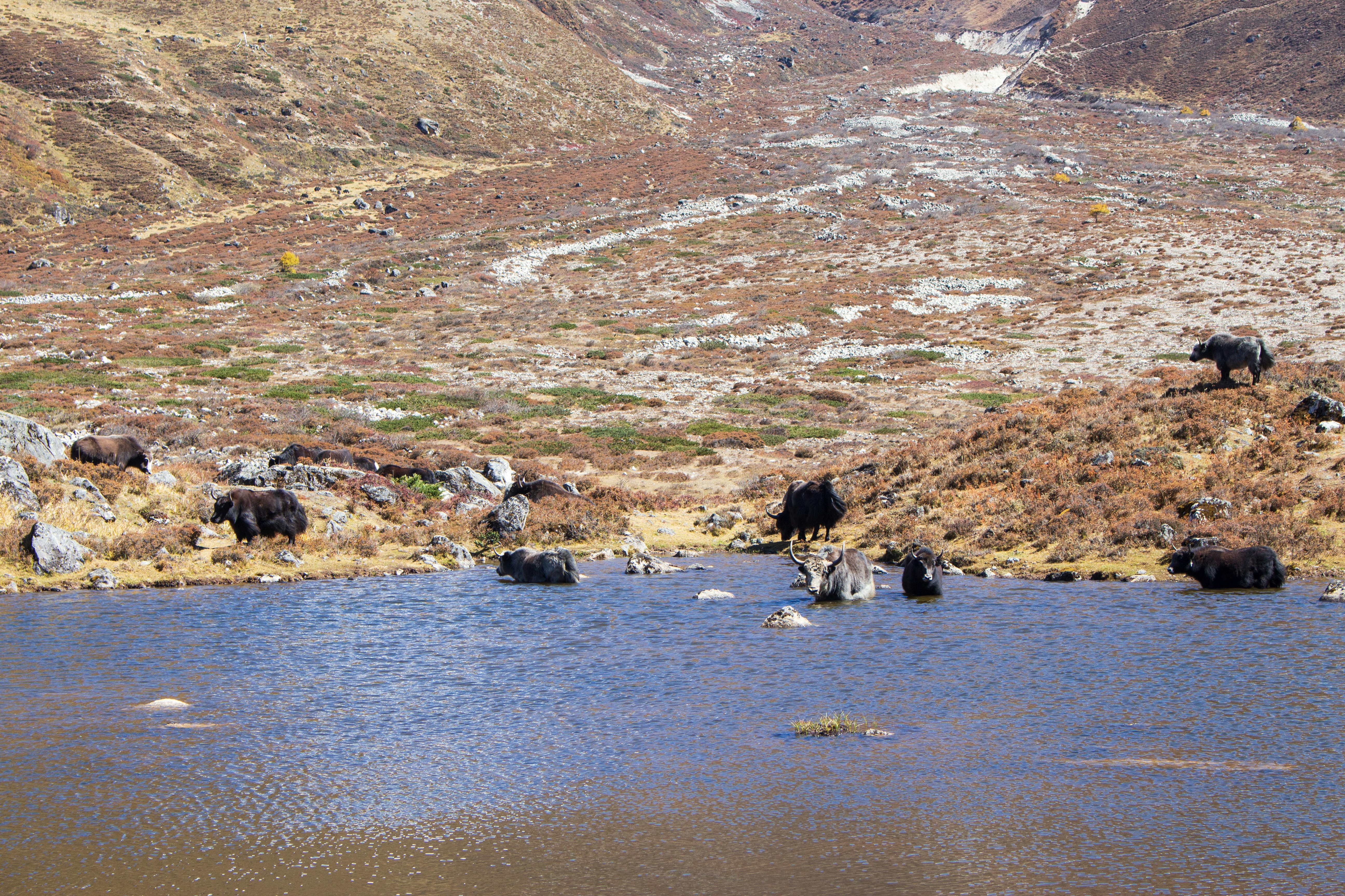 a herd of animals walking across a river