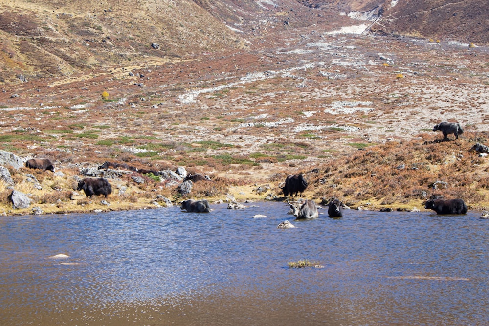 a herd of animals walking across a river