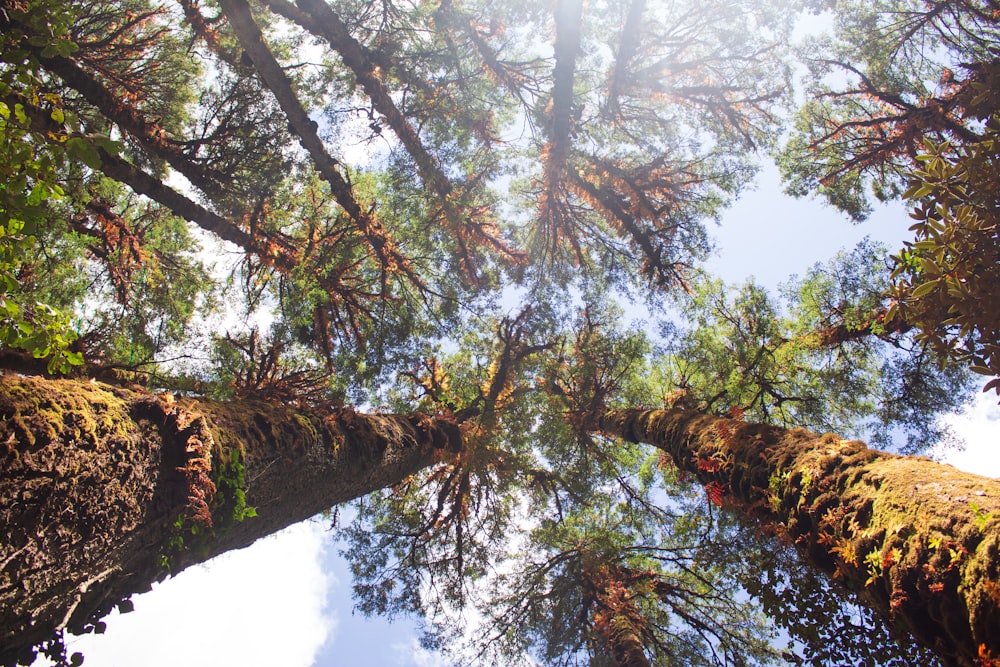 looking up at the tops of tall trees