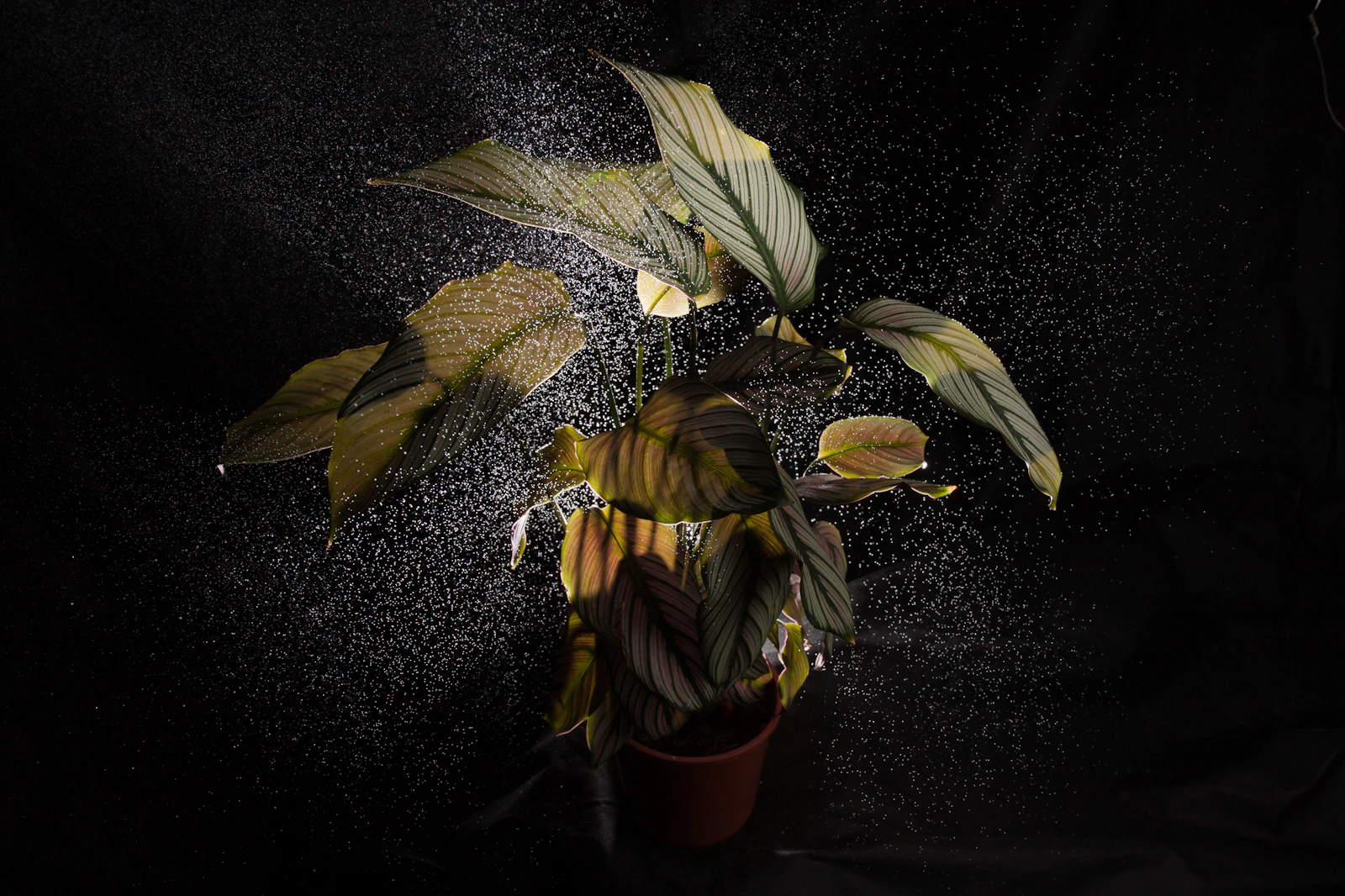 Detail view of Night Fern