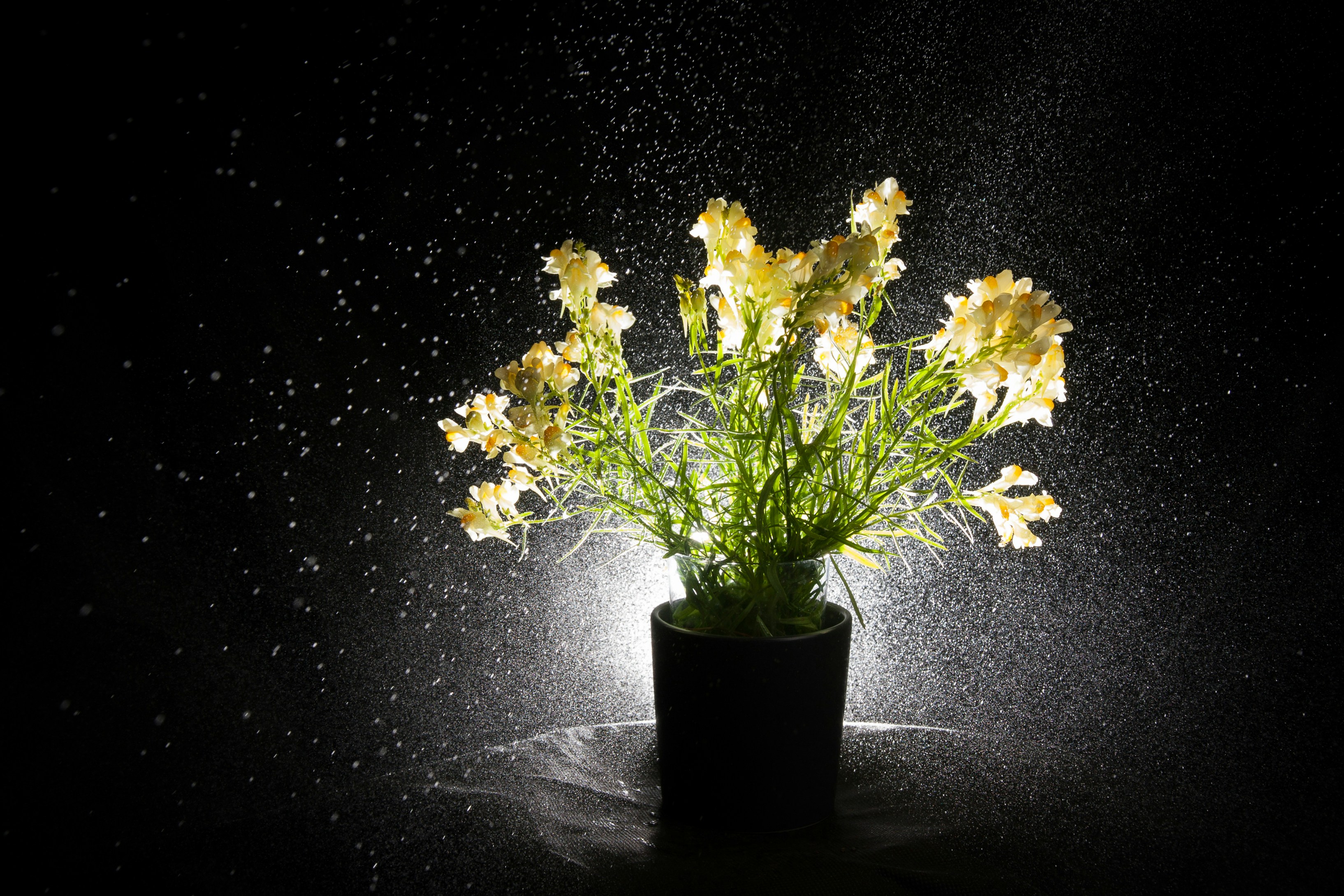 Which Cut Flower Preservation Trends Are Florists Recommending Today?