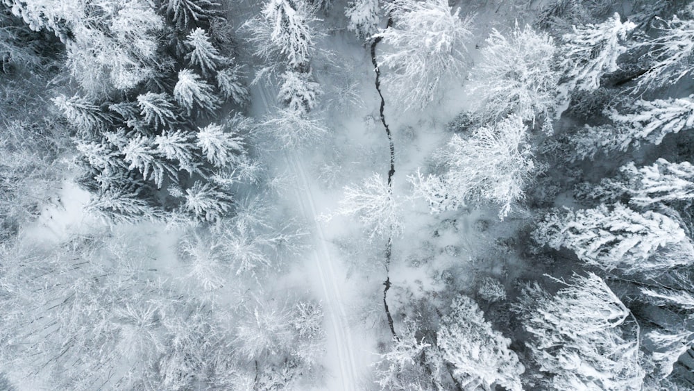 an aerial view of a snow covered forest